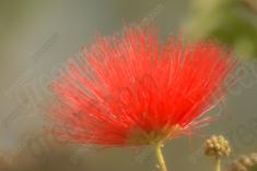 Flor 62 <em>(1099)</em>