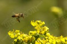 Abelha 30 <em>(1101)</em>