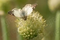 Mariposa 43 <em>(1102)</em>
