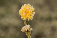 Flor 52 <em>(1108)</em>