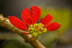 Flor 53 <em>(1112)</em>