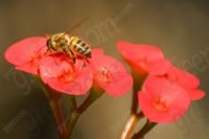 Abelha 31 <em>(1113)</em>