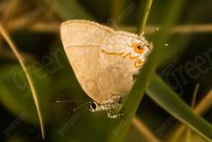 mariposa 6 <em>(1114)</em>