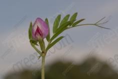 Flor 54 <em>(1115)</em>