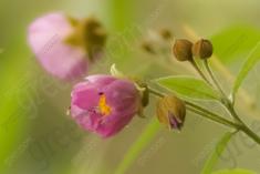 Flor 55 <em>(1116)</em>
