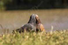 Pombo Doméstico 2 <em>(1117)</em>