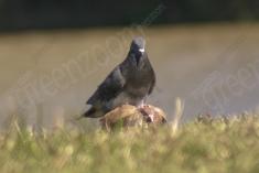 Pombo Doméstico 3 <em>(1118)</em>