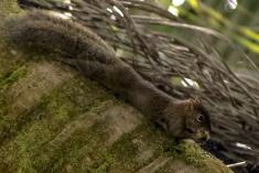 Serelepe 2 <em>(1124)</em>