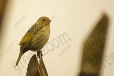 Canario da Terra 7 <em>(1129)</em>