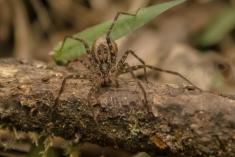 Aranha 11 <em>(1132)</em>