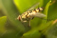 Inseto 139 <em>(1138)</em>