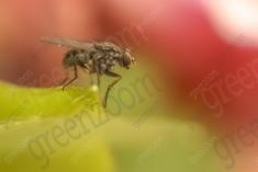 Inseto 140 <em>(1139)</em>