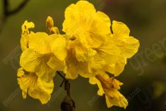 Flor 46 <em>(1140)</em>