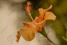 Flor 47 <em>(1141)</em>