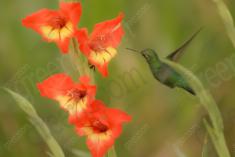 Beija Flor 32 <em>(1142)</em>