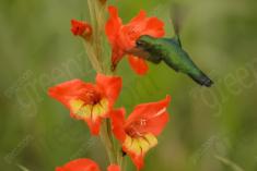 Beija Flor 33 <em>(1143)</em>