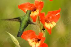 Beija Flor 34 <em>(1144)</em>