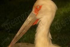 Cegonha Branca 4 <em>(1149)</em>