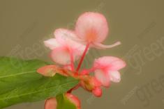 Flor 49 <em>(1152)</em>
