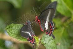 Borboleta 49 <em>(1157)</em>