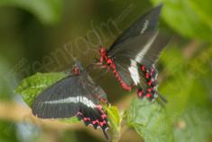 Borboleta 130 <em>(1158)</em>