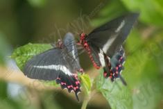 Borboleta 50 <em>(1159)</em>