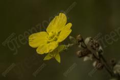 Flor 48 <em>(1160)</em>