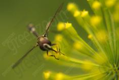 Inseto 121 <em>(1161)</em>