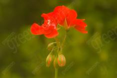 Flor 50 <em>(1162)</em>