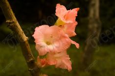 Flor 51 <em>(1163)</em>