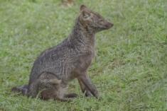 Cachorro Vinagre 1 <em>(1164)</em>