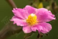 Flor 44 <em>(1165)</em>