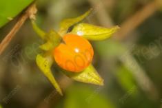 Fruta 1 <em>(1166)</em>