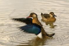 Pato 3 <em>(1168)</em>