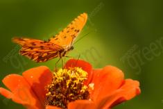 Borboleta 51 <em>(1170)</em>