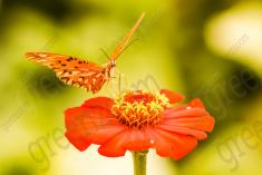 Borboleta 52 <em>(1171)</em>