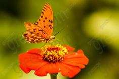 Borboleta 53 <em>(1172)</em>