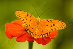 Borboleta 54 <em>(1173)</em>