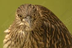 Socó 1 <em>(1180)</em>