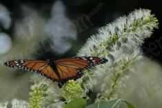 Borboleta 55 <em>(1182)</em>