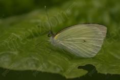 Borboleta 56 <em>(1183)</em>