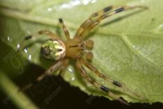 Aranha 13 <em>(1185)</em>