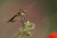 Inseto 128 <em>(1186)</em>