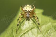 Aranha 14 <em>(1189)</em>