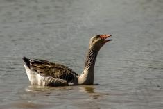 Ganso 4 <em>(1194)</em>