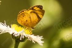 Borboleta 104 <em>(1196)</em>