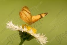 Borboleta 105 <em>(1197)</em>