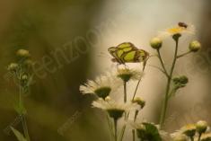 Borboleta 106 <em>(1199)</em>