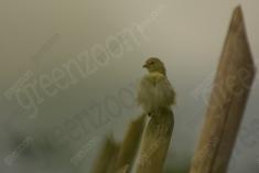 Canario da Terra 6 <em>(1201)</em>