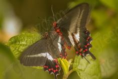 Borboleta 57 <em>(1202)</em>